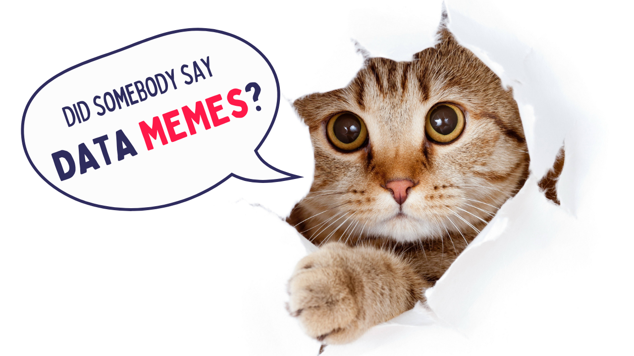 data cat meme